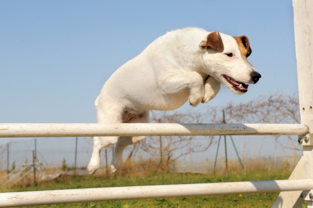 Jack russel terrier en agilidad