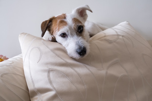 Jack Russel Terrier en la almohada de lujo blanco Perrito blanco piso de madera con estilo y lindo