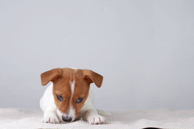 Jack Russel terrier cachorrinho encontra-se em cinza