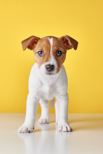 Jack russel terrier cachorrinho