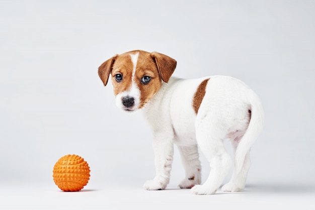 Jack russel terrier cachorro com bola de brinquedo laranja pequeno no fundo branco