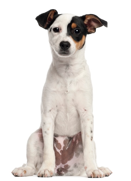 Jack Russel Terrier cachorro
