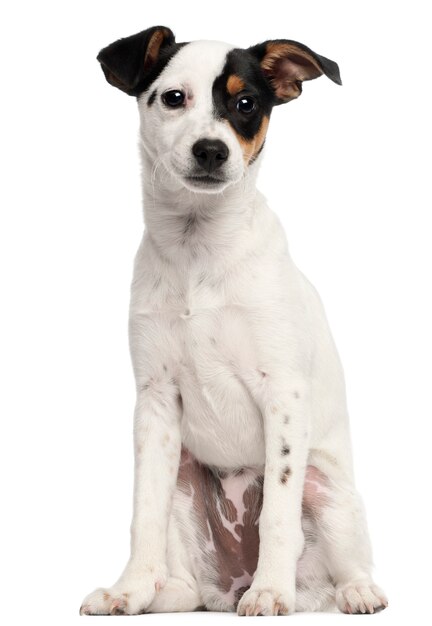 Foto jack russel terrier cachorro