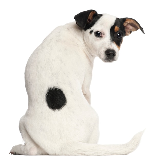 Jack Russel Terrier cachorro