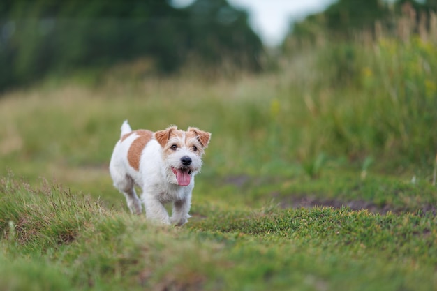 Jack russel terrier correr em campo de primavera verde