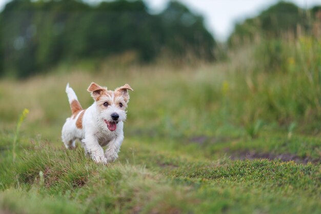 Jack russel terrier correr em campo de primavera verde