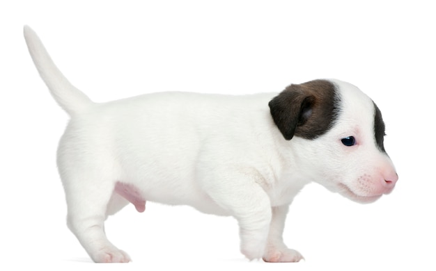 Jack russel terrier filhote de cachorro (5 semanas de idade)
