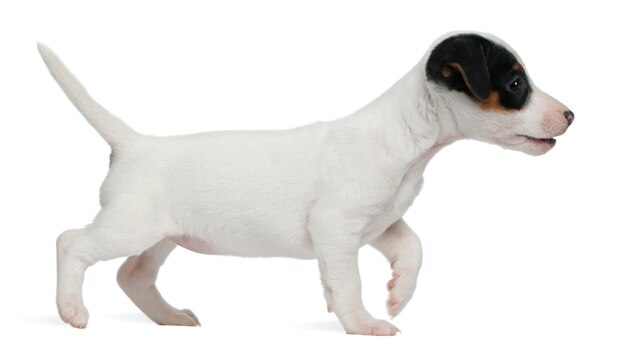 Jack russel terrier filhote de cachorro (7 semanas de idade)