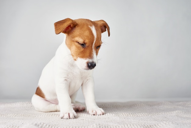 Jack Russel Terrier Hündchen sitzt auf grauer Wand