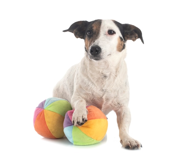 Jack russel terrier isolado no branco