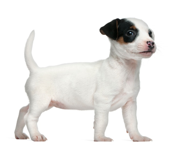 Jack russel terrier Puppy (7 semanas)