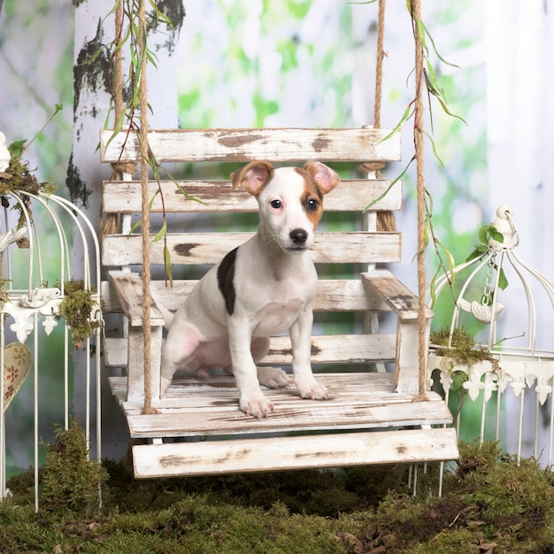 Foto jack russel terrier sentado, en decoración pastoral