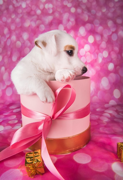 Jack Russel Terrier Welpe in einer rosa Geschenkbox