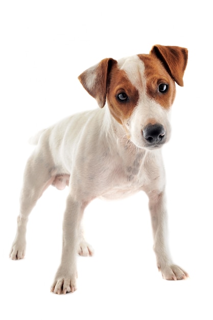 Jack russel terrier