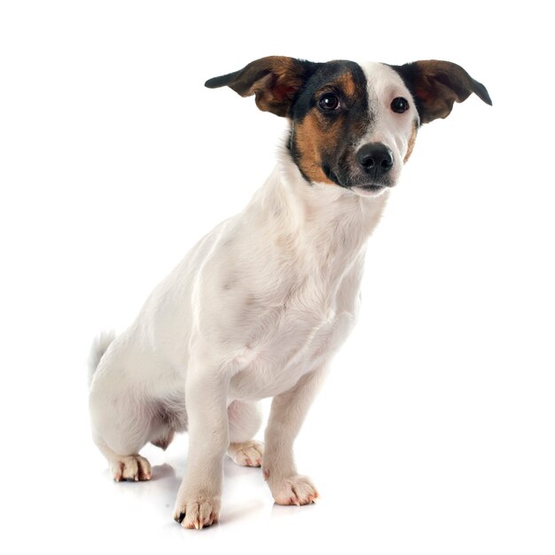 Jack Russel Terrier