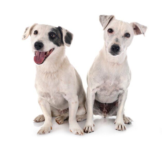 Jack russel terriers