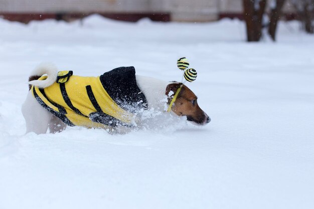 Jack Russell andando na rua no inverno