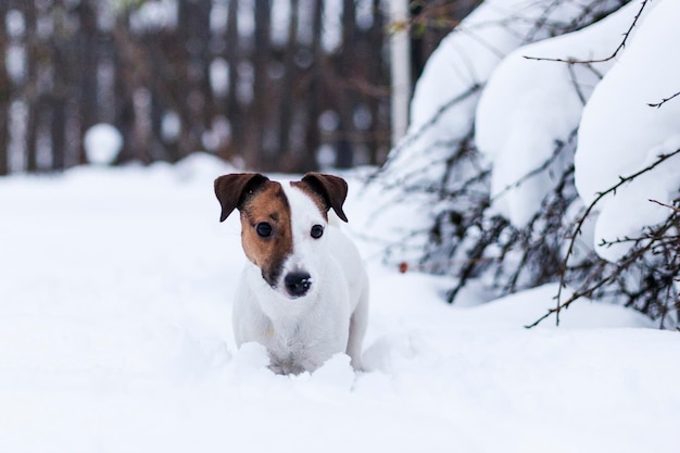 Jack Russell andando no parque nevado