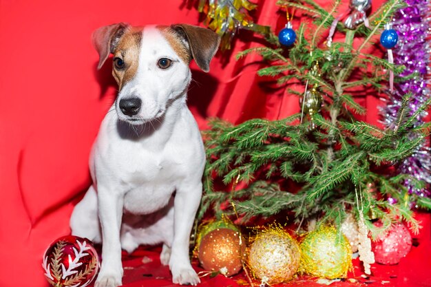 El Jack Russell en un año nuevo de fondo rojo