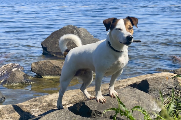 Jack Russell auf den Felsen am Meer