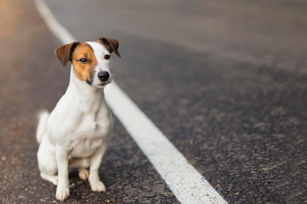 Jack Russell auf der Straße