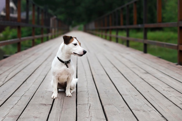 Jack Russell auf Holzbrückenlandschaft