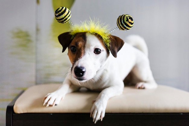 Jack Russell en el borde en forma de abejas