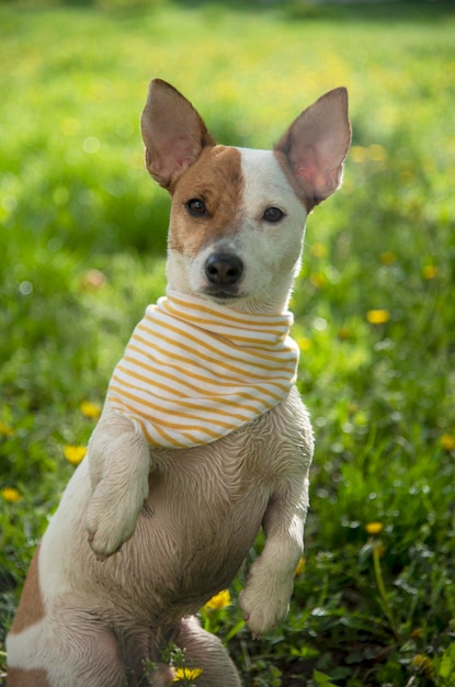 Jack Russell con una bufanda en la hierba