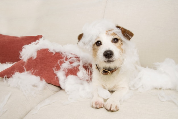 Jack russell cachorro em um sofá com expressão inocente após morder e destruir um travesseiro homeware.