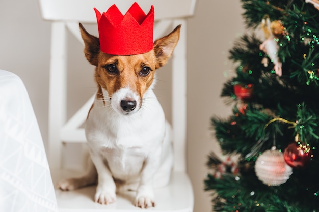 Jack russell, cachorro pequeno na coroa de papel vermelho, senta-se perto de árvore de natal decorada