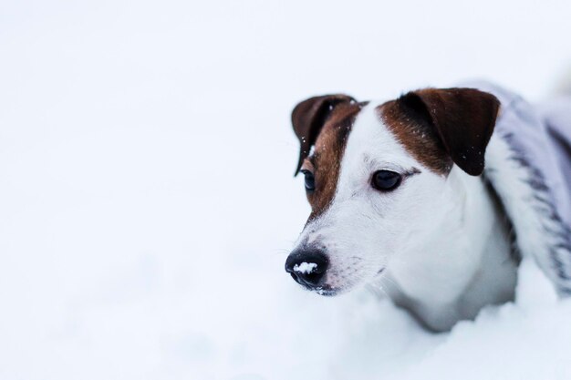 Jack Russell caminando en el parque nevado