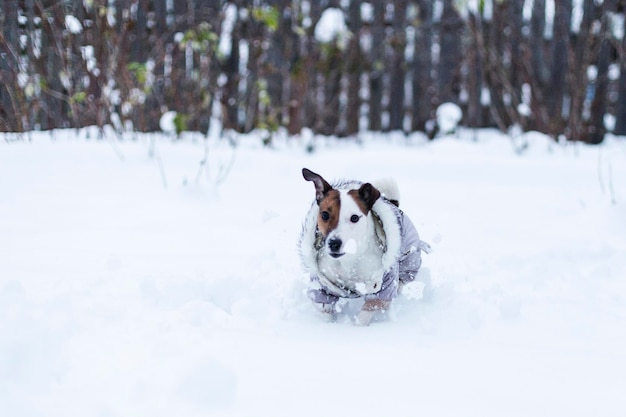 Jack Russell caminando en el parque nevado