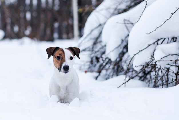 Jack Russell caminando en el parque nevado