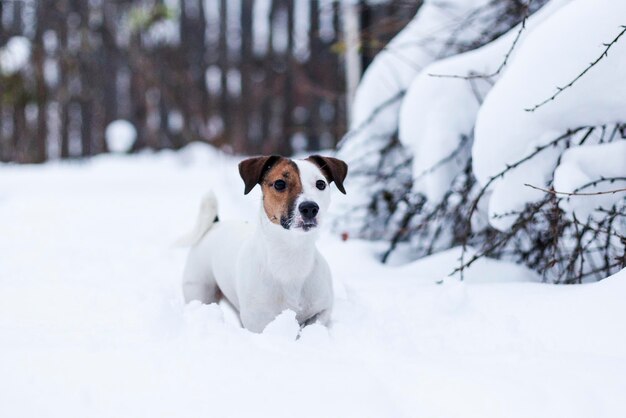 Jack Russell caminando en el parque nevado