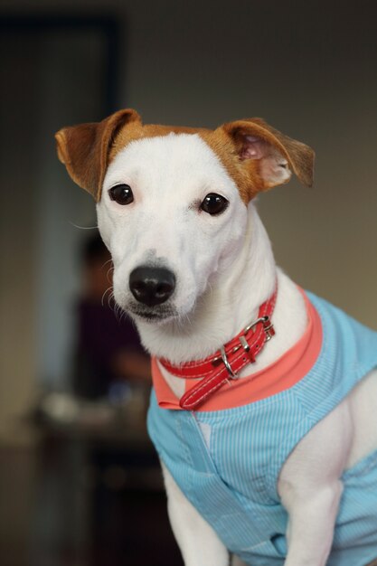 Jack russell cão