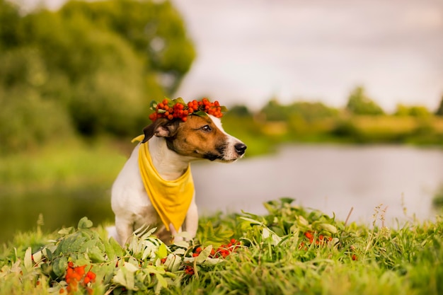 Jack Russell com uma coroa de flores na cabeça do outono de cinzas