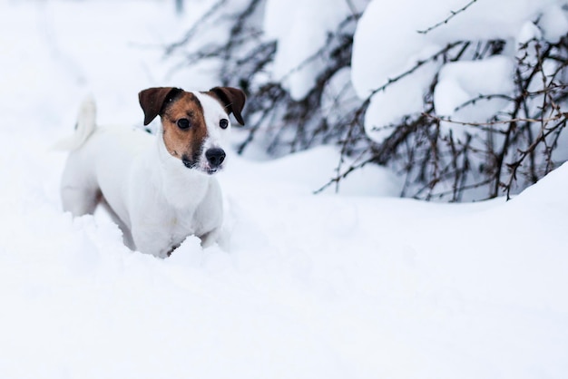 Jack Russell, der in den verschneiten Park geht