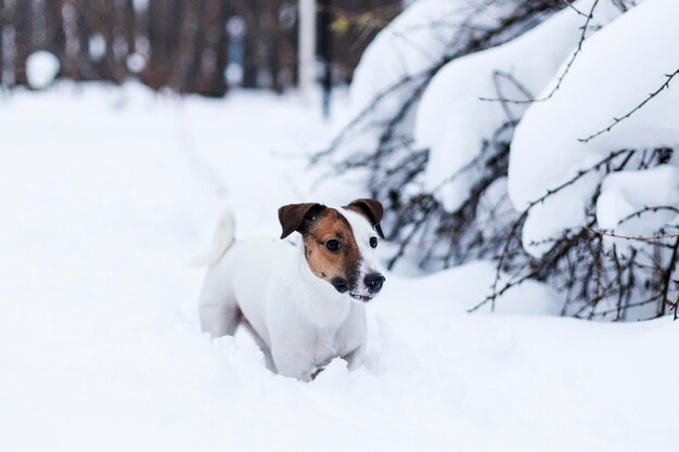 Jack Russell, der in den verschneiten Park geht