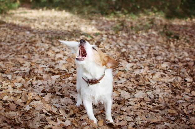 JACK RUSSELL DOG BARKING, SCHÜTZT SEIN GEBIET.