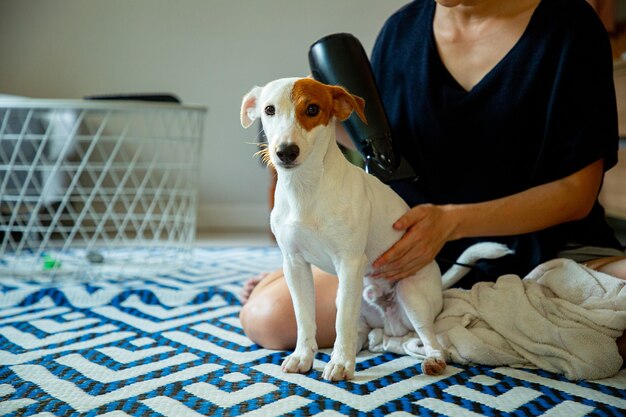 Jack russell dog blow hair en casa.