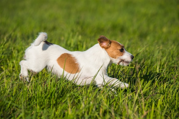 Jack Russell Dog está correndo na grama verde