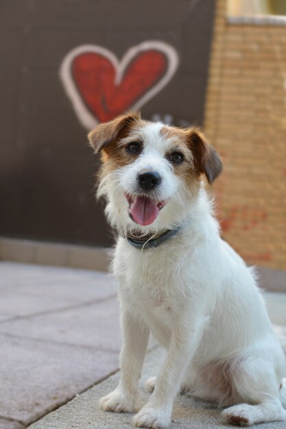 JACK RUSSELL DOG SITTING GEGEN EINE WAND MIT GRAFITTI-LIEBE MIT EINER HERZFORDERUNG.