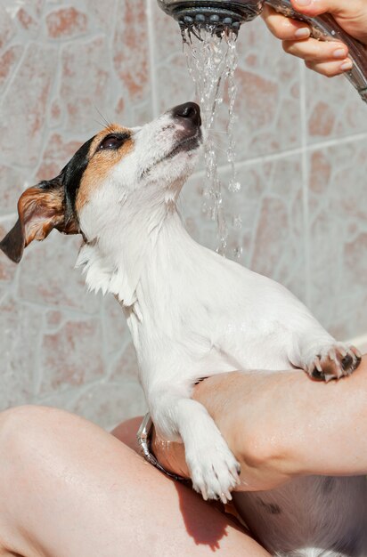 Foto jack russell bajo la ducha