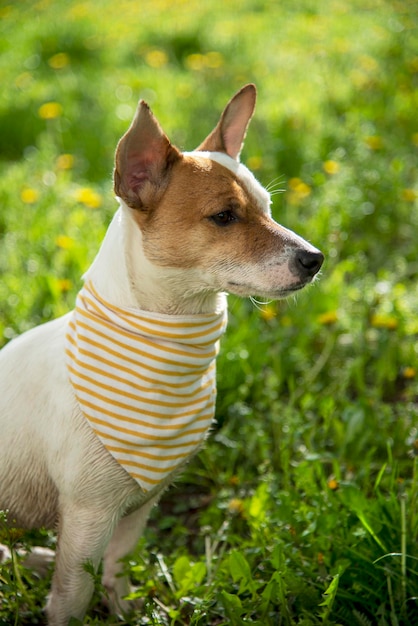 Jack Russell em um lenço na grama