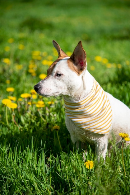 Jack Russell em um lenço na grama