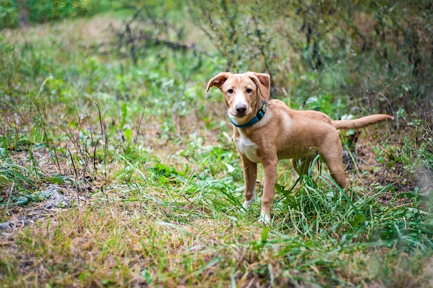 Jack Russell em uma caminhada no outono Park