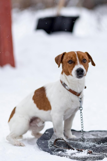 Jack Russell esperando por seu inverno mestre