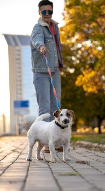 Jack russell está puxando a coleira. mulher passeando com cachorro no parque de outono