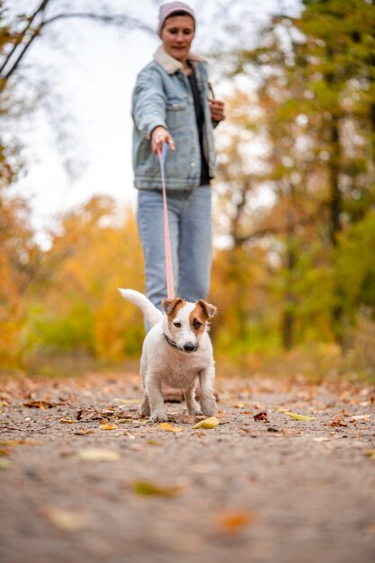 Jack Russell está puxando a coleira. Mulher passeando com cachorro no parque de outono