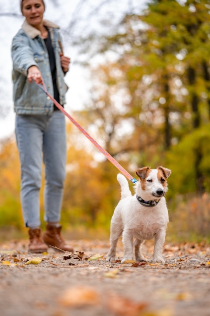 Jack russell está puxando a coleira. mulher passeando com cachorro no parque de outono